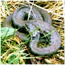 Grass snake