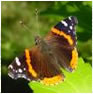 Red Admiral