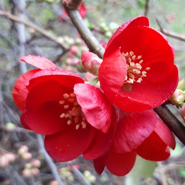 Gallery Moors Meadow Open Gardens and Nursery Bromyard Herefordshire