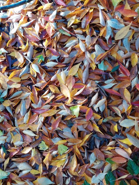 Gallery Moors Meadow Open Gardens and Nursery Bromyard Herefordshire