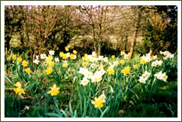 Spring bulbs