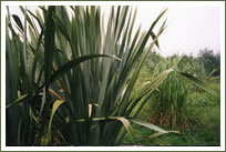 Bamboos and Phormiums