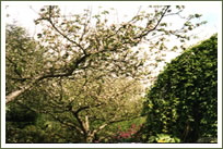 Fruit trees