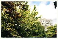 Jungle Garden