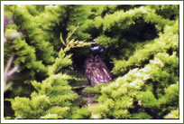 Tawny Owl