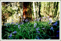 Giant redwoods