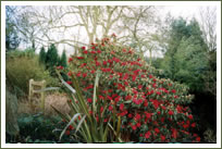 Rhododendron Glade