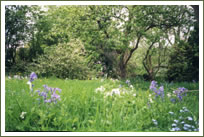 Spring gardens